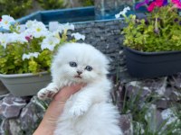 Yavru british longhair kediler
