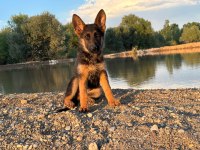 ŞECERELİ ALMAN ÇOBAN KÖPEĞİ SHOW KAN HATTI