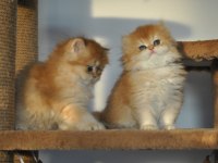 SAFKAN 2 AYLIK GOLDEN BRİTİSH LONGHAİR BEBEKLER