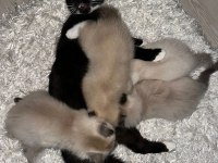Kendi british longhair yavrularım sahiplendirme yapılacaktır