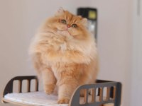 Kısırlaştırma şartıyla british longhair