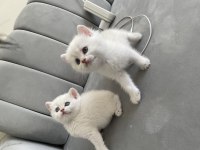 2 aylık teslime hazır üst vasıf yavru kedimiz