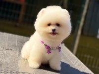 Pomeranian boo köpeği