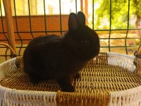 Hollanda mini lop ve Hollanda cüce tavşan
