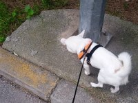 Sahiplendirme köpeğimiz