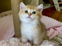 Safkan British Shorthair Chocolate golden erkek