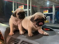 Muhteşem Pug Mops Bebek Köpekler