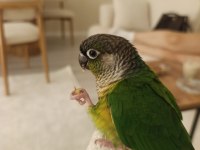 1 Yaşında Full Evcil Oyun Hamuru Green Cheek Konur
