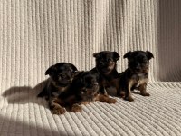 Ev doğumlu Teacup Yorkshire Terrier