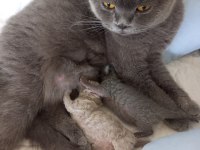 Scottish fold anne ve 2 yavrusu komple