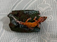 Leopard gecko