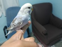 Yavru muhabbet kuşu
