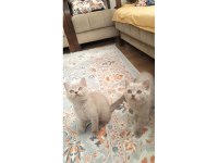A kalite british shorthair yavrular sahiplendirilecektir