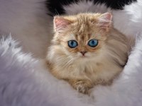 GÖZ ALICI MAVİ GÖZLÜ GOLDEN BRITISH LONGHAIR