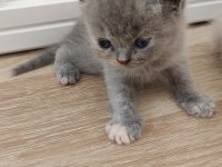 British shorthair tuvalet eğitimli