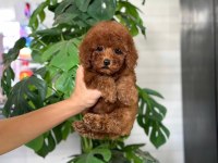 SAFKAN A KALİTE TOY POODLE BEBEKLERİM