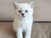 Beyaz british shorthair yavrular