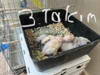 Yavrulu muhabbet kuşu takımları