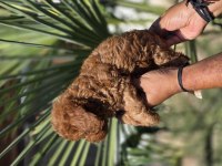 Red Toy Poodle Yavrular