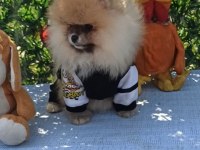 Orijinal pomeranian boo