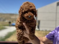 Petmode köpek çiftliğinden toy poodle