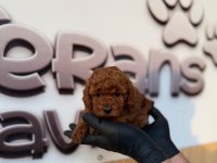 Toy Poodle Yavrularımız
