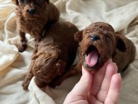 Orijinal Toy Poodle Yavru Köpekler