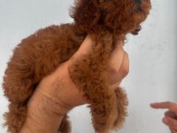 Safkan kore teacup poodle yavrular