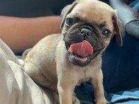 IRK GARANTİLİ PUG YAVRULAR