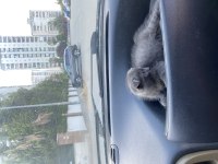 Scottish Fold Yavru Kedimiz 2 Aylık