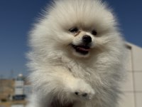 Ultra kalite ayı suratlı pomeranian yavrular
