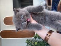 Bir aylık 3 güzel british longhair yavrumuz