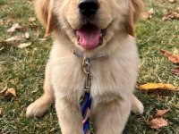 Golden retriever köpeği