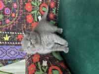 Gri Ayı Kafa Yavru British Shorthair