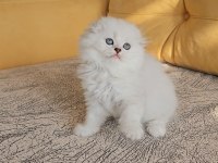 2.5 aylık anne baba şecereli british longhair yavrular