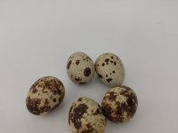 Günlük taze bıldırcın yumurtası