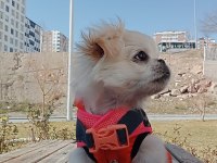 6 aylık çin pekinezi zero