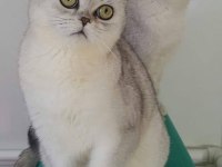 Canım british shorthair oğluma gelin arıyorum