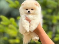 Pofuduk pomeranian yavrularımız