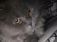 british longhair 8 aylık