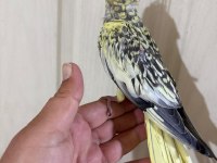 51 GÜNLÜK HARİKA SULTAN PAPAĞANI BEBEK