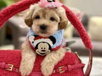 Muhteşem maltipoo bebekler ile karşınızdayız