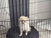 Pomeranian boo 6 aylık