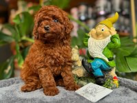 Dişi Red Toy Poodle Yavrumuz Ufak Boy ve Sağlık garantili