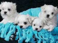 MALTESE TERRİER YAVRU