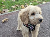 Poodle evladımız