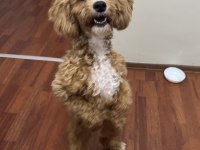 Güzel maltipoo kızımız izmir