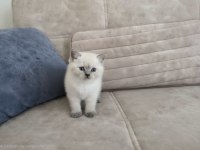 BRİTİSH SHORTHAİR KEDİSİ