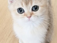 Golden british shorthair yavrular