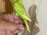 29 GÜNLÜK KUSURSUZ ERKEK BEBEK MUHABBET